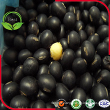 Provide Black Bean with Yellow Kernel Black Soya Bean